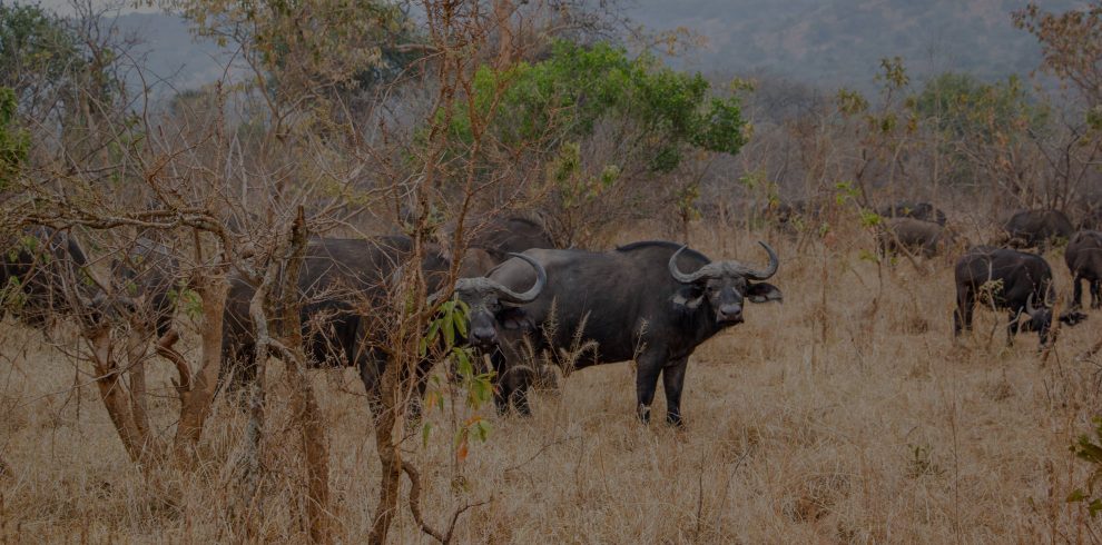 ce-img (767)-min (1)-min